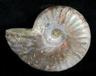 Inch Silver Iridescent Ammonite From Madagascar #3673-1